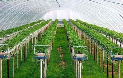 智能温室大棚种植方案 科技赋能高效农业