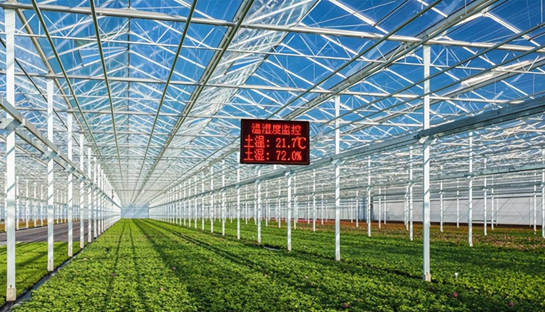 智能温室大棚油菜种植及栽培技术要点
