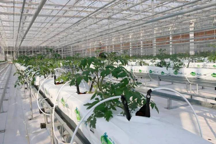 智能农业新典范:烟台农科院现代化温室投入使用